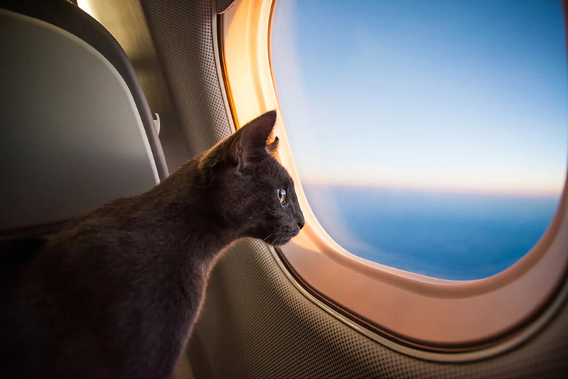 Vacanze in Grecia con il cane: gattino che guarda fuori dall'oblò di un aereo